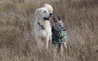 Dog Walking in Bognor Regis