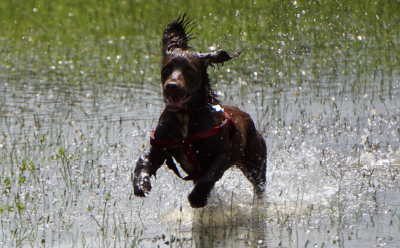 Puppy Visits and Training in Bognor Regis