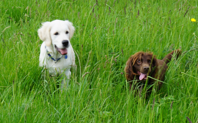 Pet Feeding in Bognor Regis